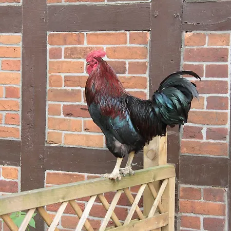 Gaestehaus 20 בית כפרי